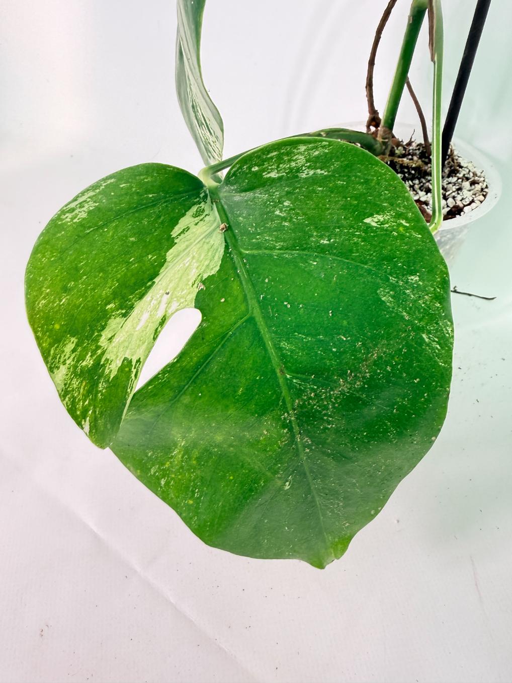 Monstera Albo Variegata XL 08