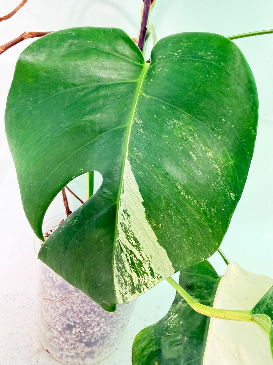 Monstera Albo Variegata XL 09
