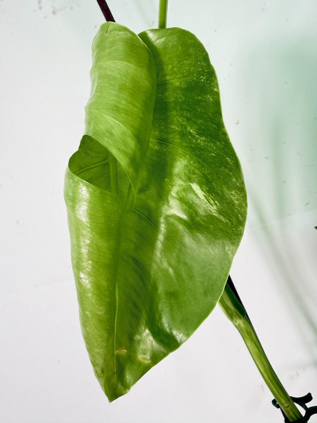 Monstera Albo Variegata XL 10