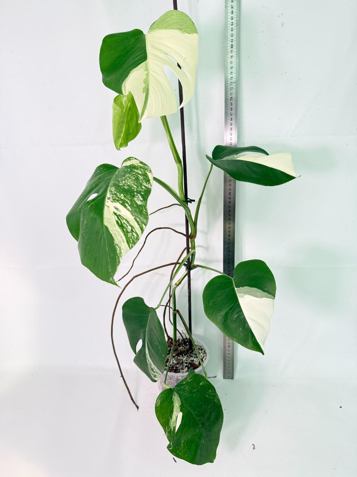 Monstera Albo Variegata XL 11