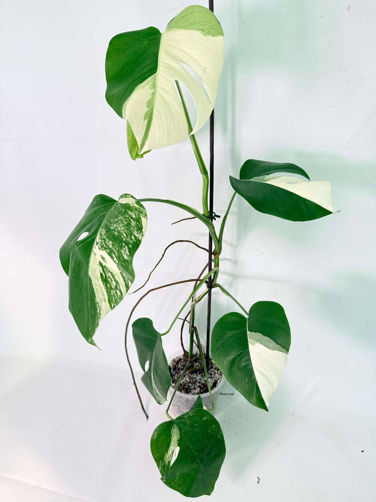 Monstera Albo Variegata XL 01