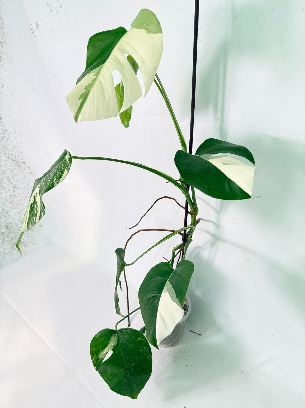 Monstera Albo Variegata XL 02