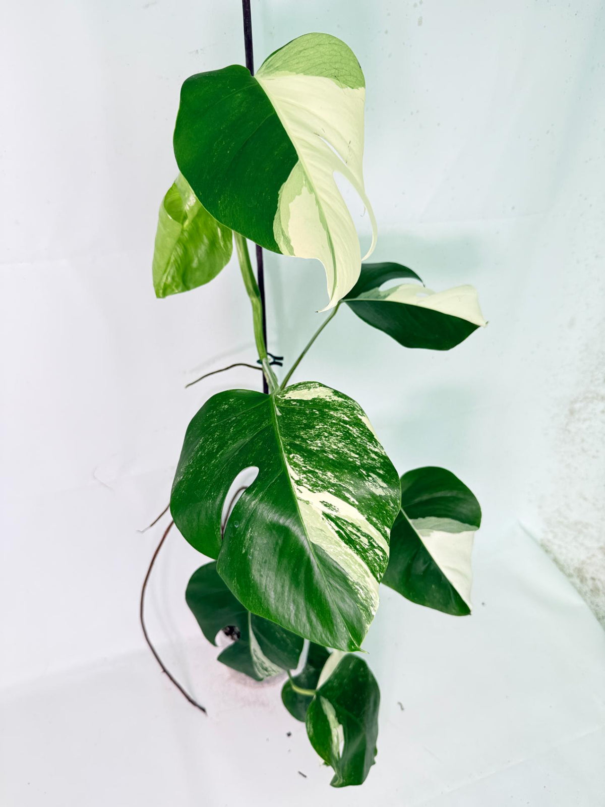 Monstera Albo Variegata XL 03