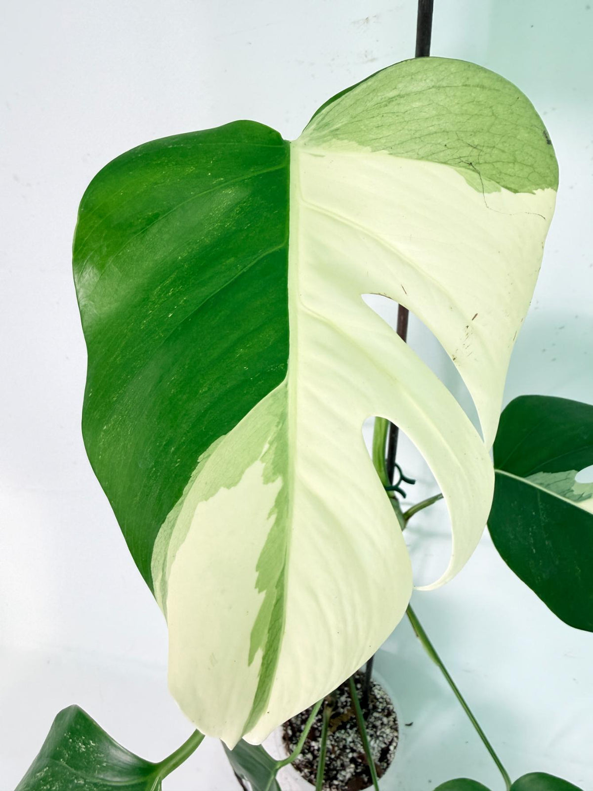 Monstera Albo Variegata XL 04