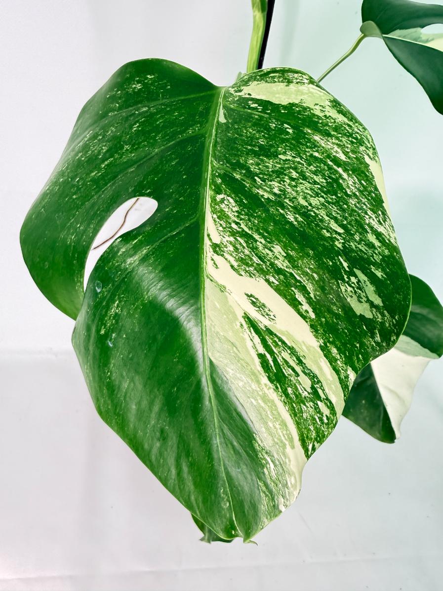 Monstera Albo Variegata XL 05