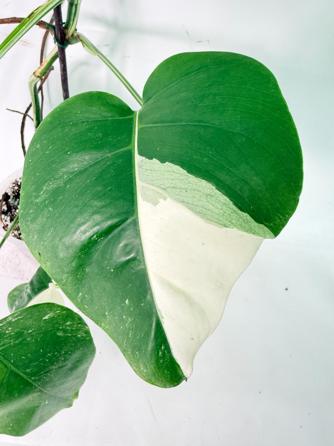 Monstera Albo Variegata XL 06