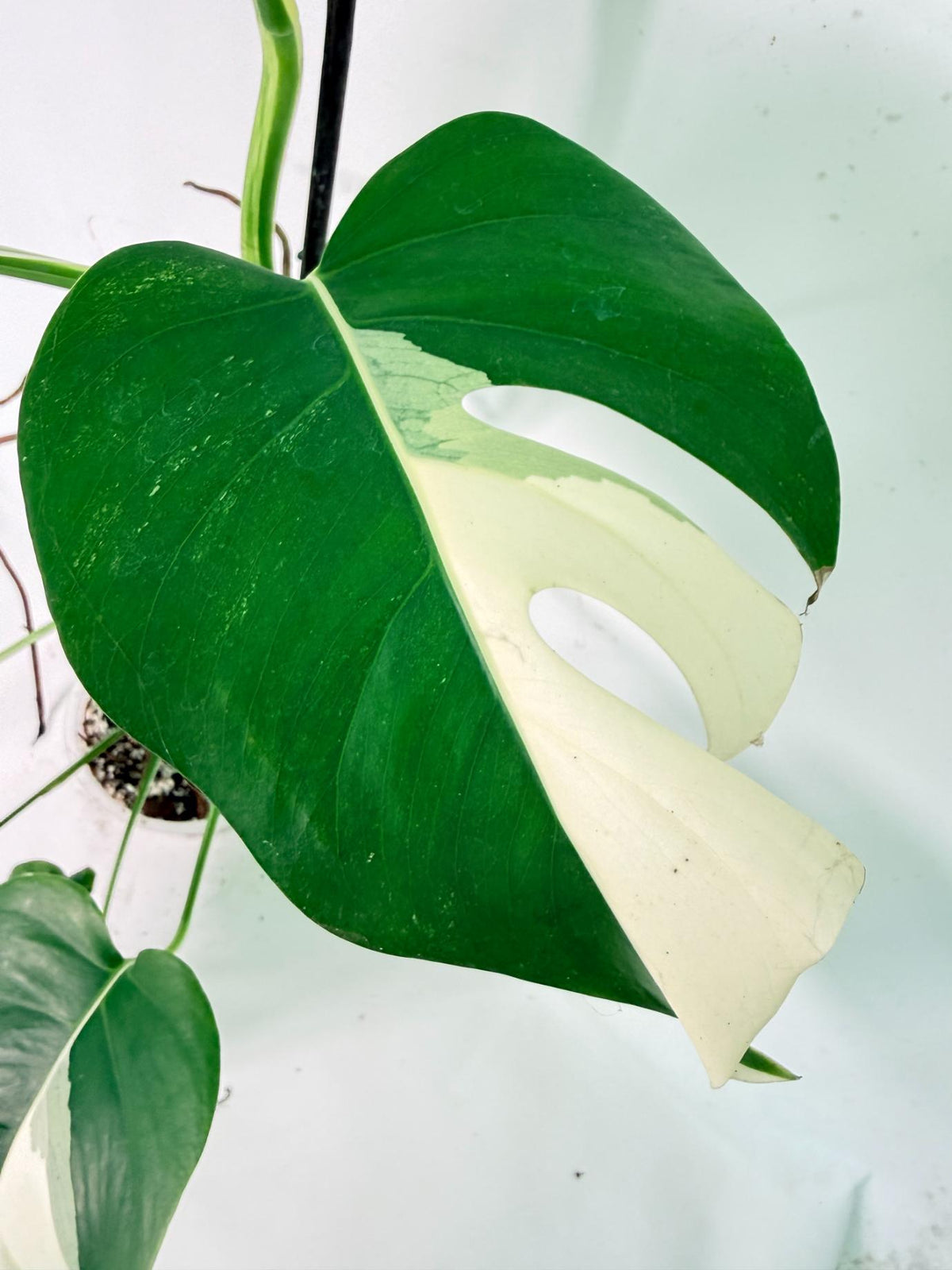 Monstera Albo Variegata XL 07
