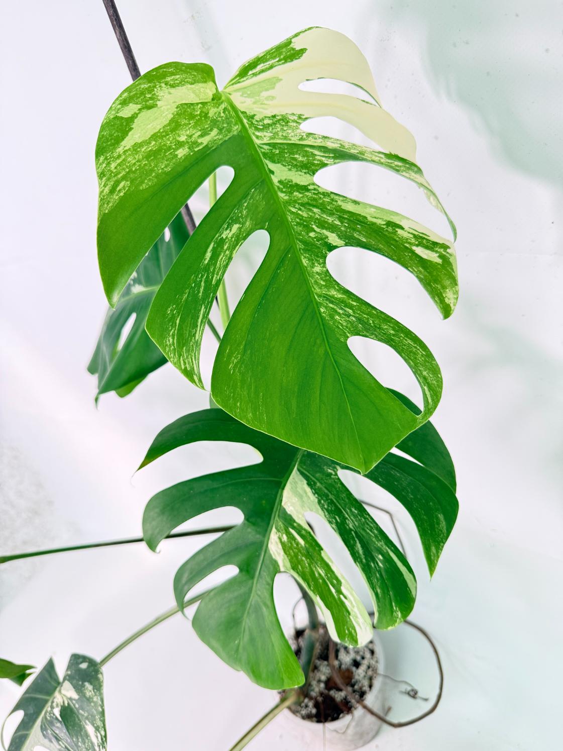Monstera Albo Variegata XL 08