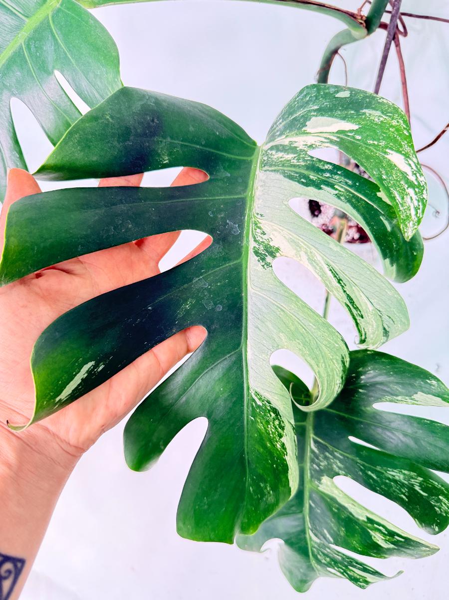 Monstera Albo Variegata XL 09