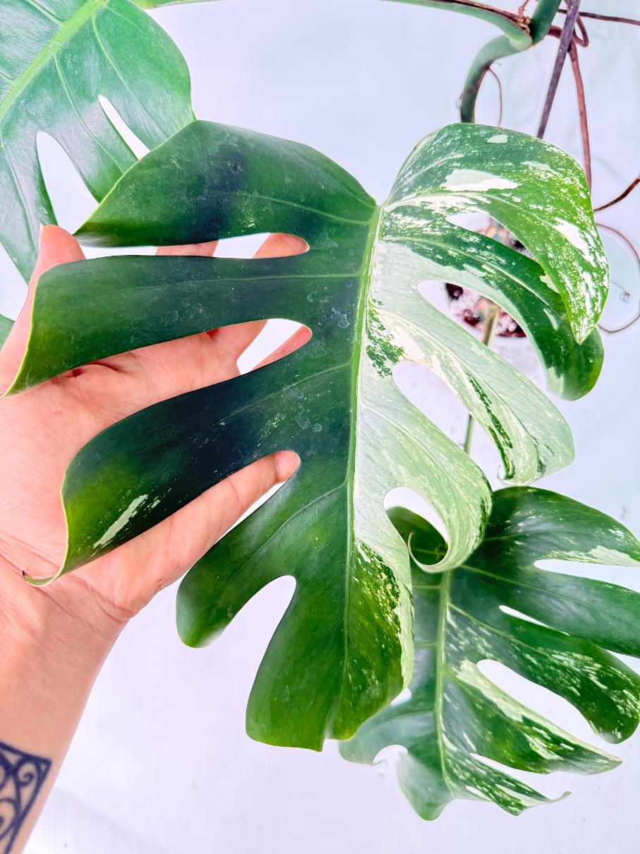 Monstera Albo Variegata XL 10