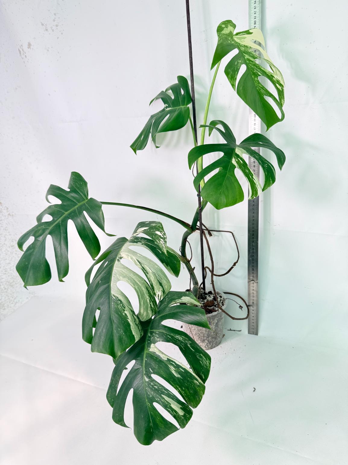 Monstera Albo Variegata XL 11