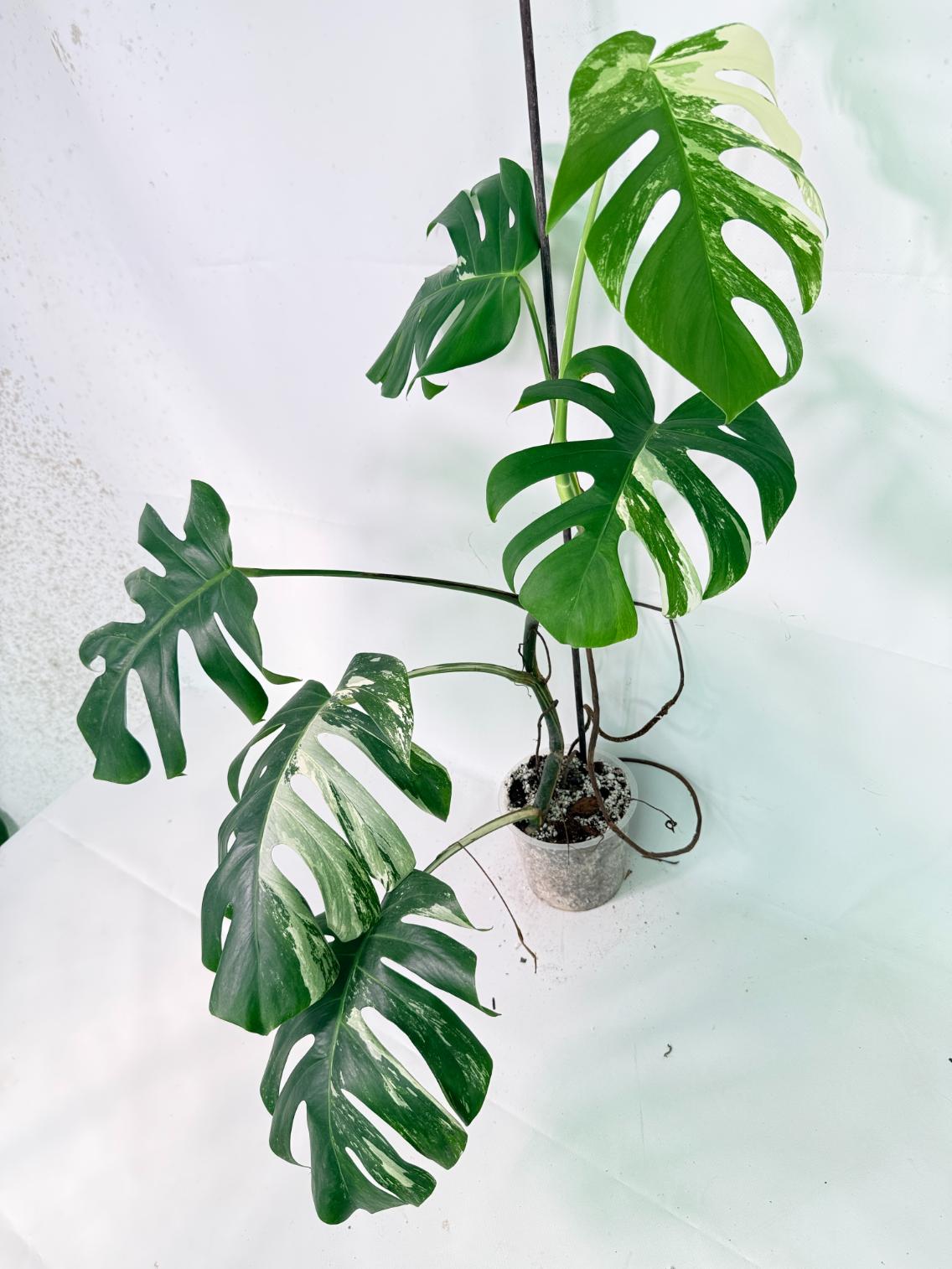 Monstera Albo Variegata XL 01