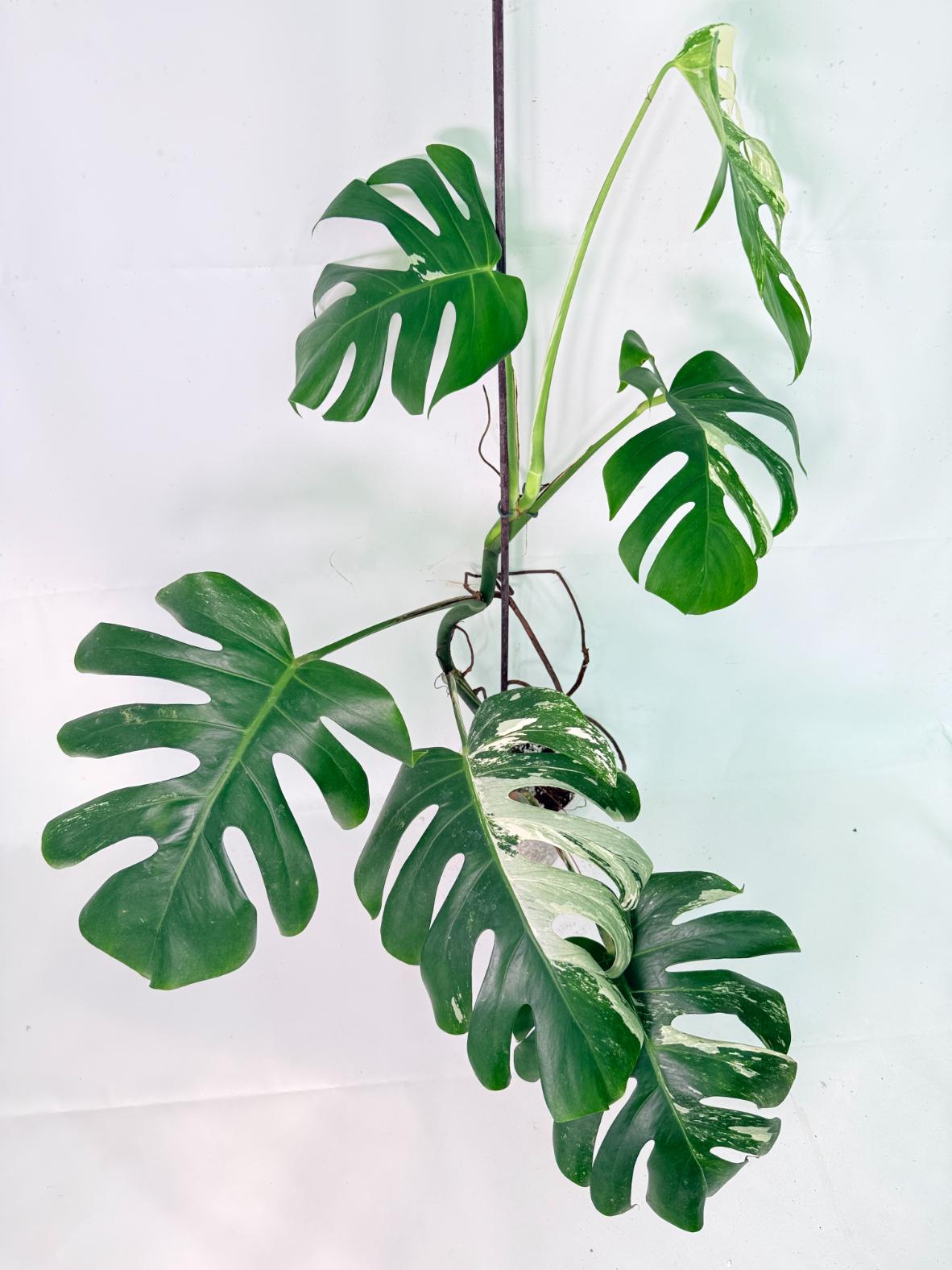 Monstera Albo Variegata XL 02