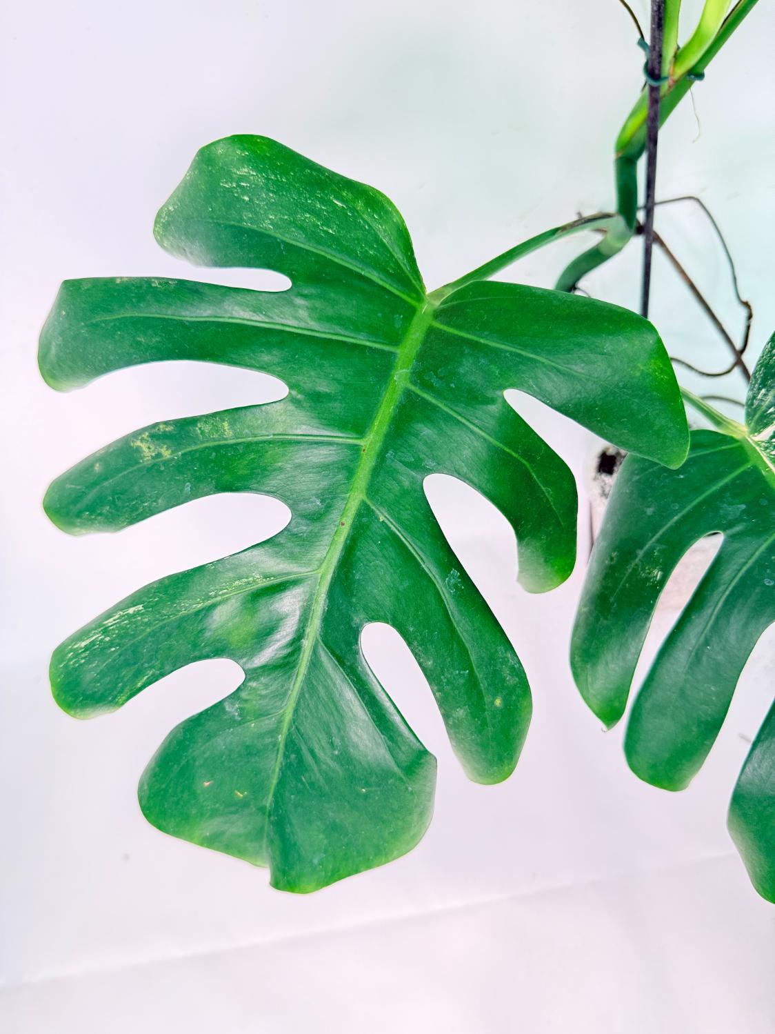 Monstera Albo Variegata XL 03