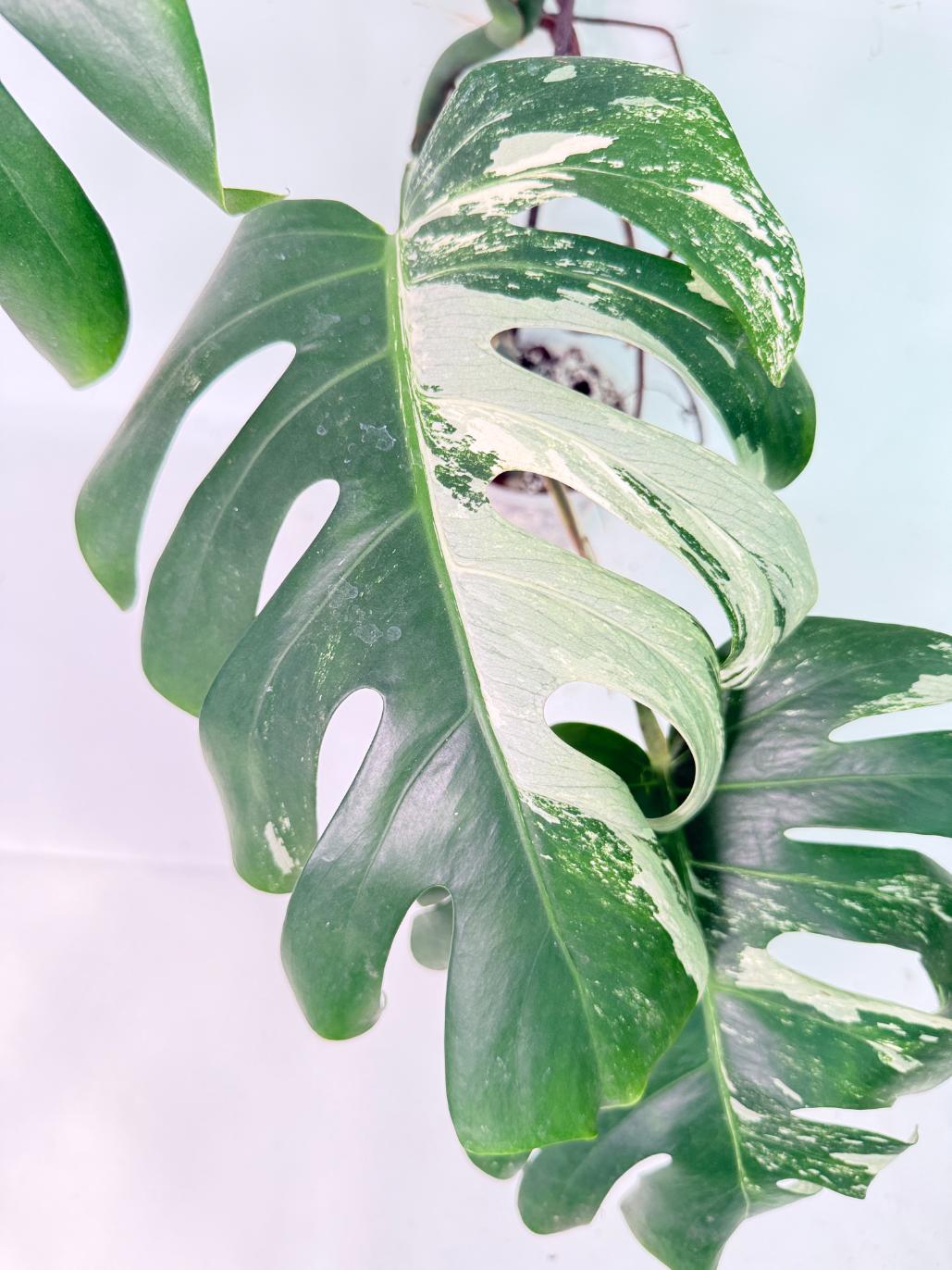 Monstera Albo Variegata XL 04