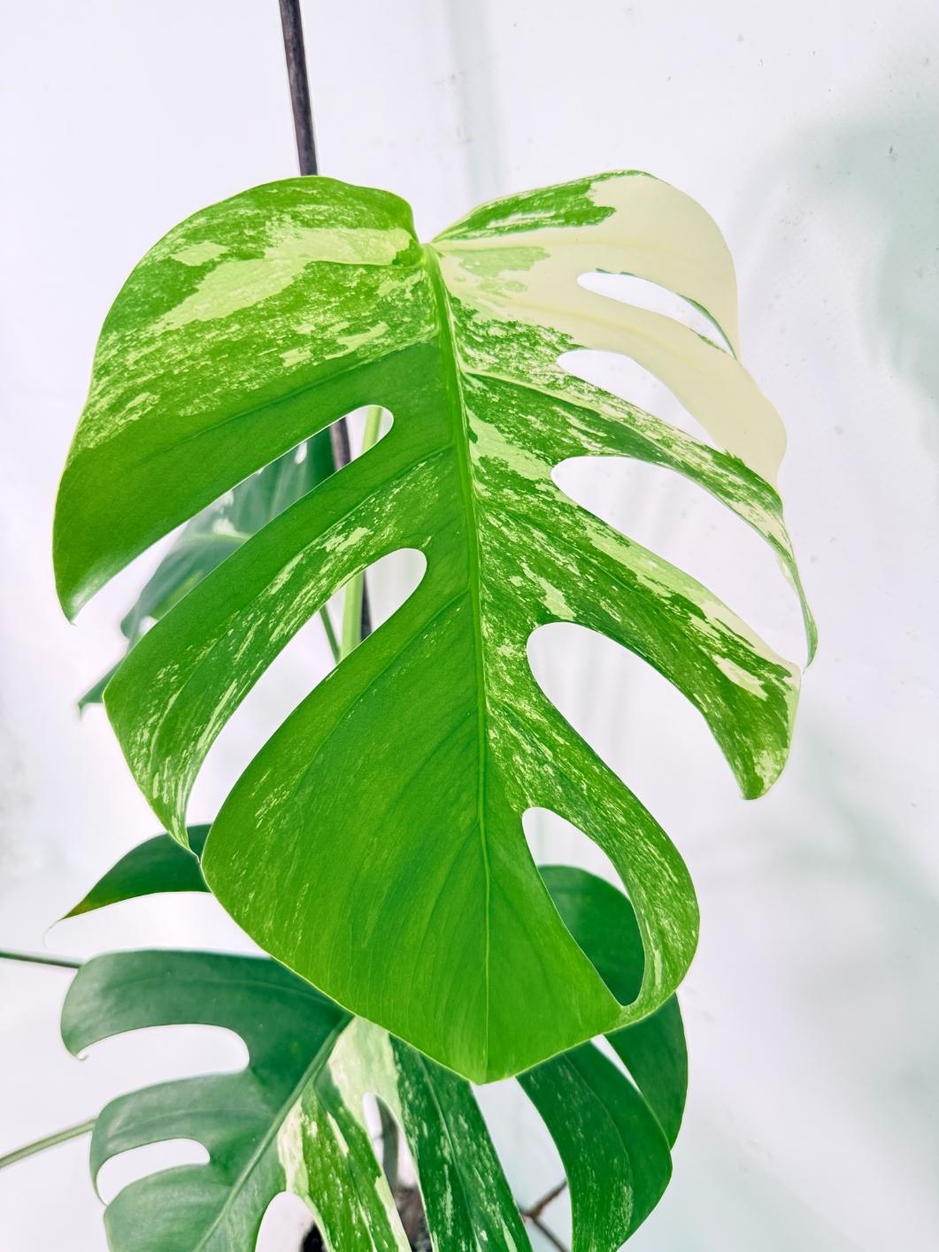 Monstera Albo Variegata XL 05
