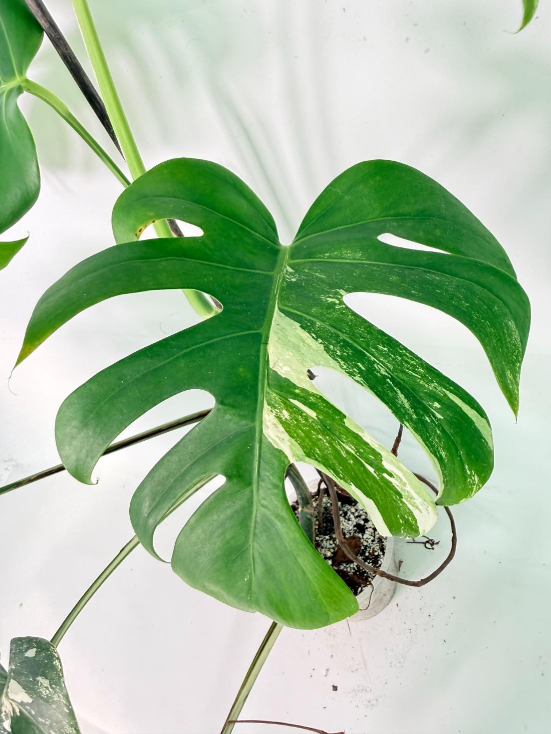 Monstera Albo Variegata XL 06