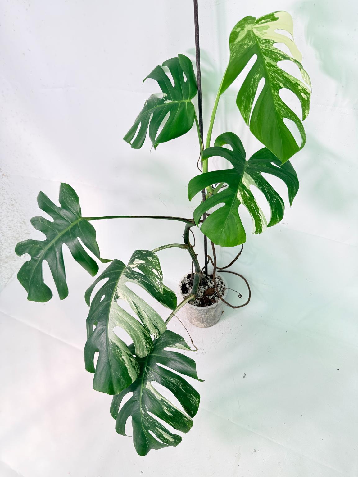 Monstera Albo Variegata XL 07