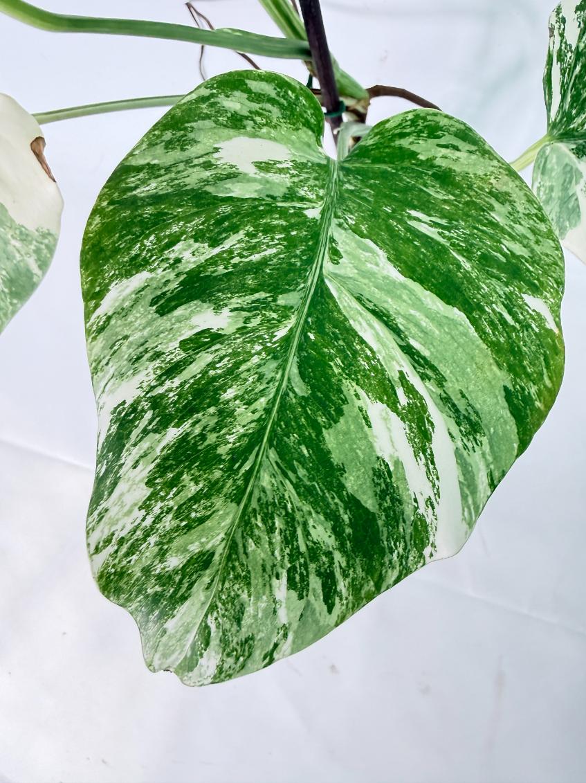 Monstera Albo Variegata XL 08