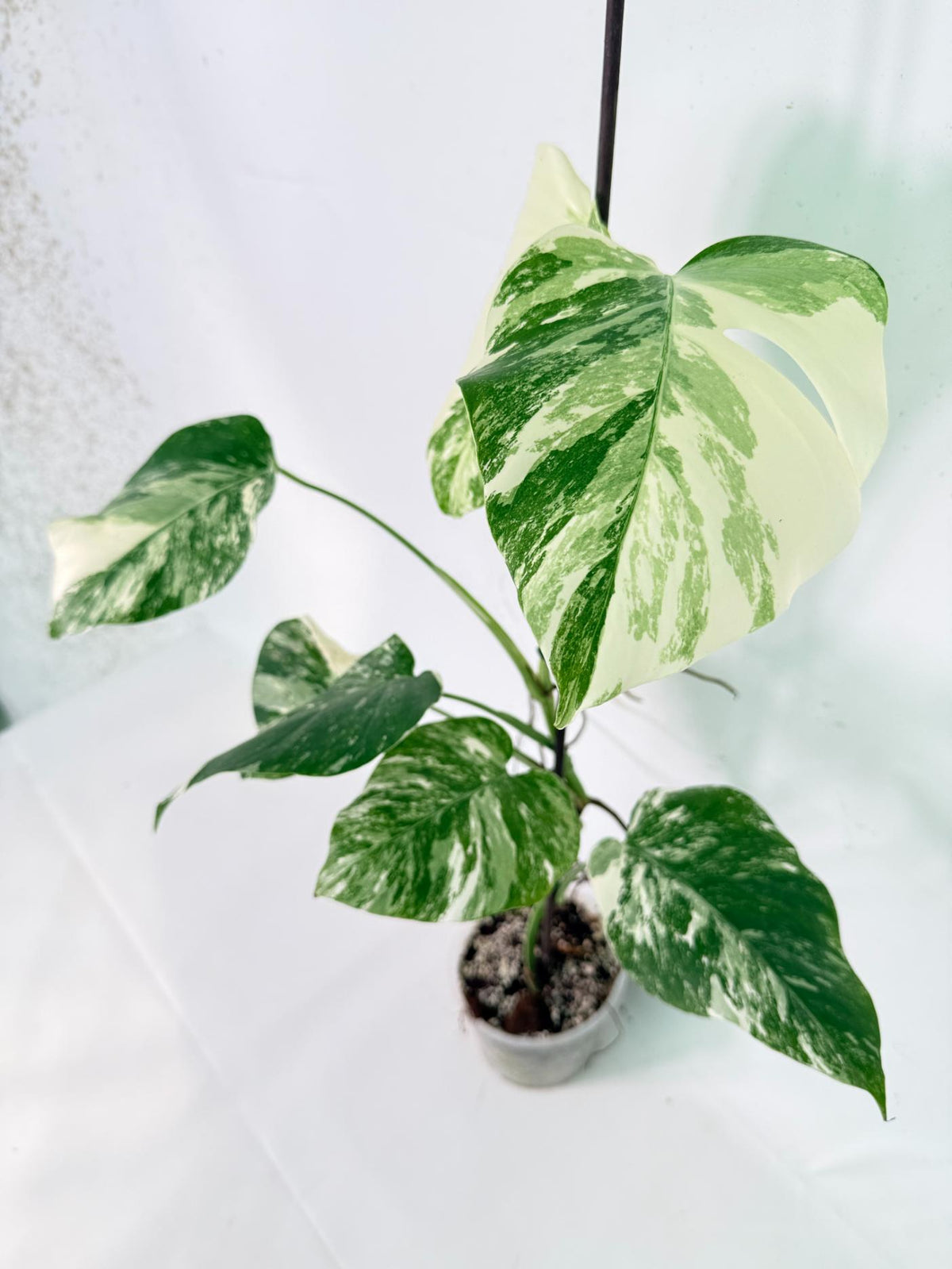 Monstera Albo Variegata XL 09