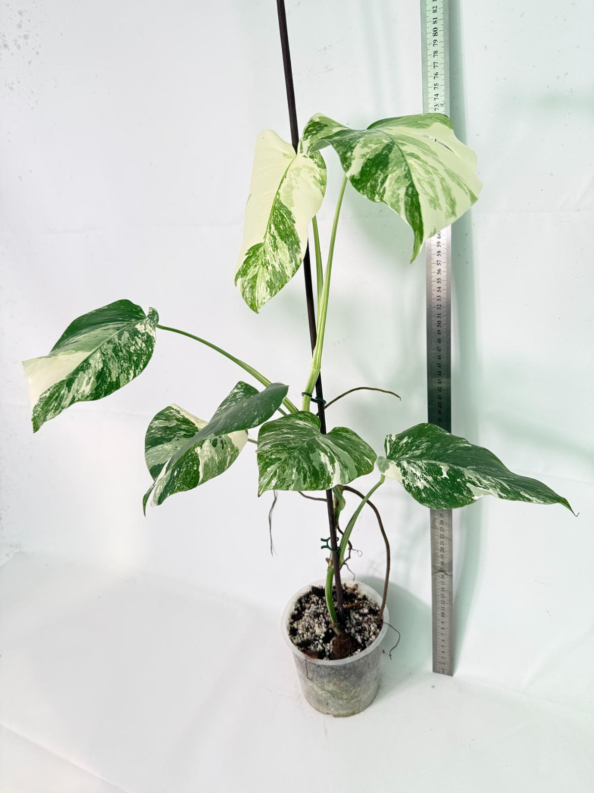 Monstera Albo Variegata XL 10