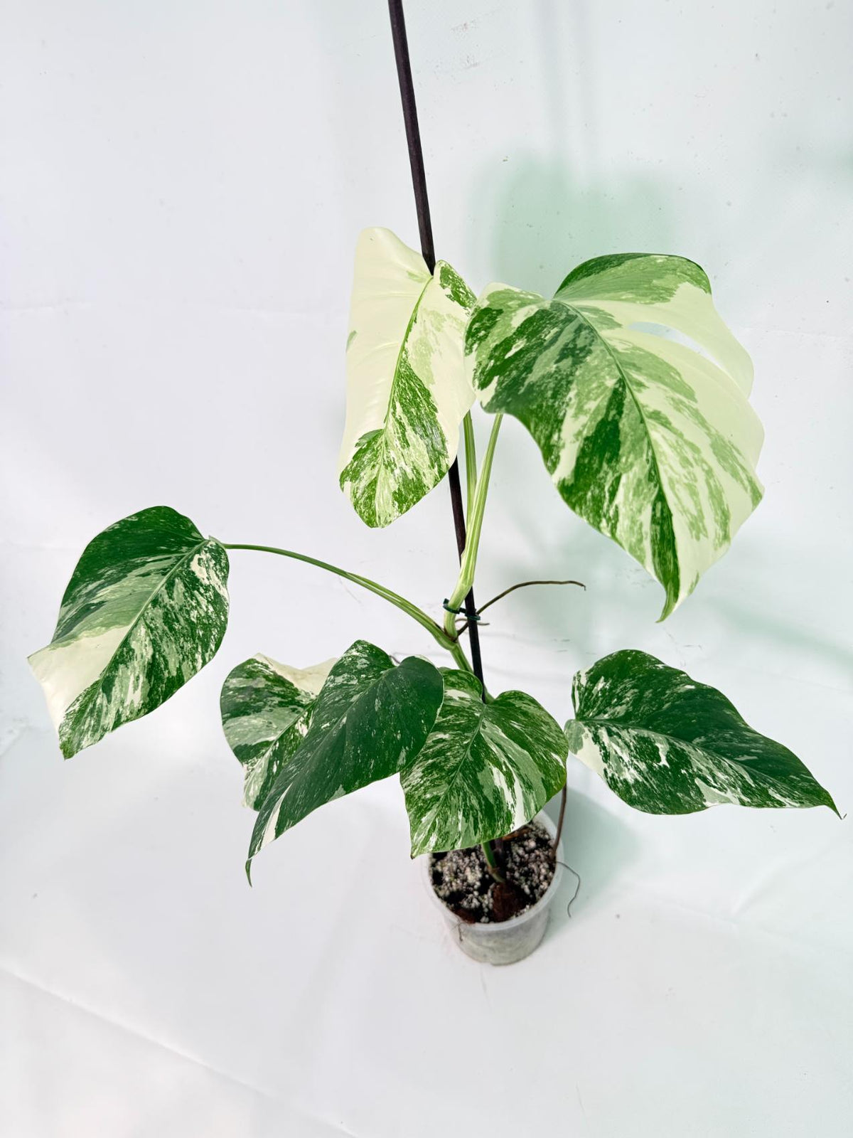 Monstera Albo Variegata XL 01