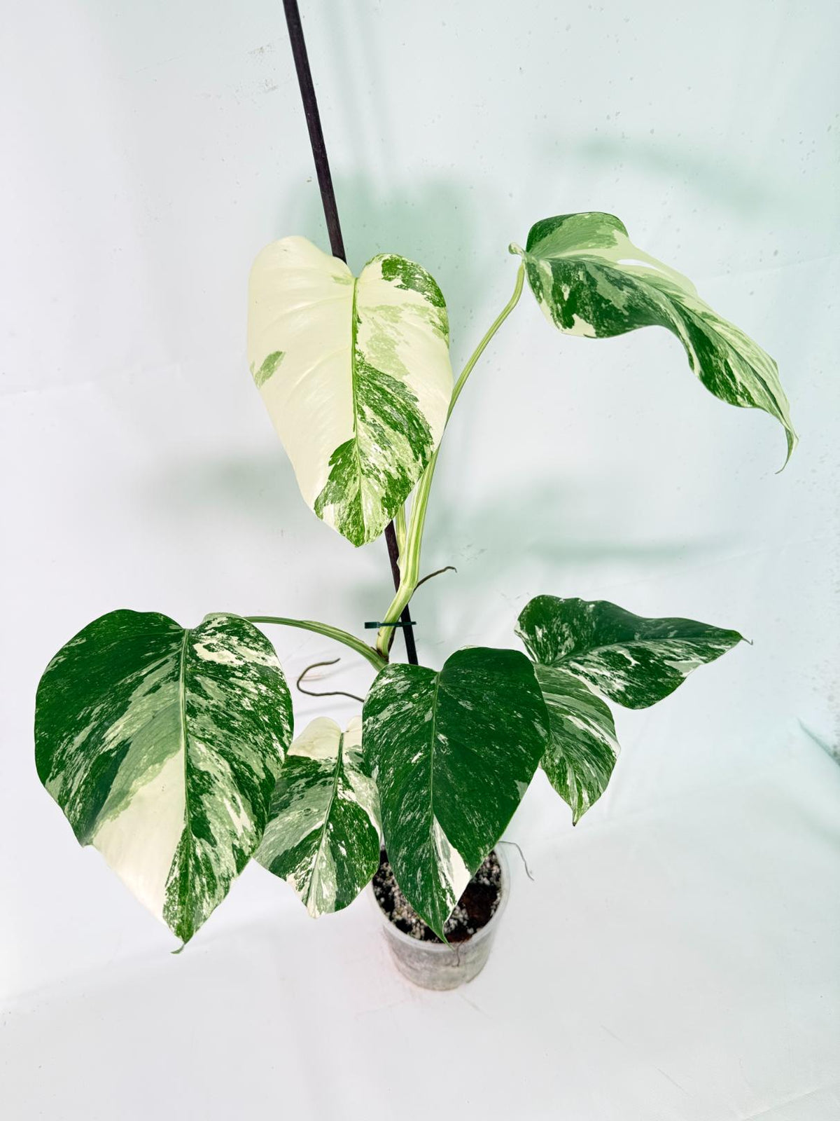 Monstera Albo Variegata XL 02