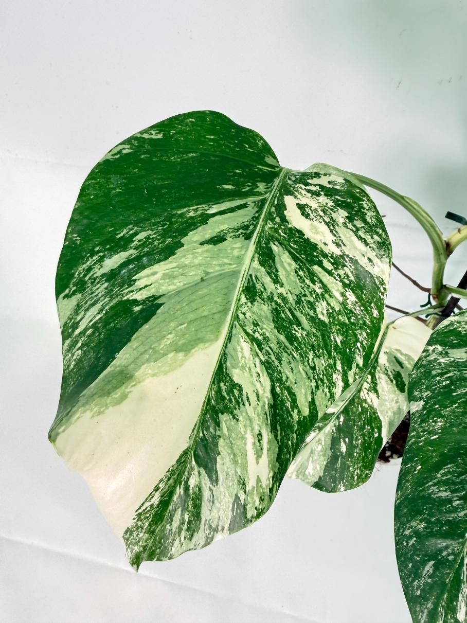 Monstera Albo Variegata XL 03