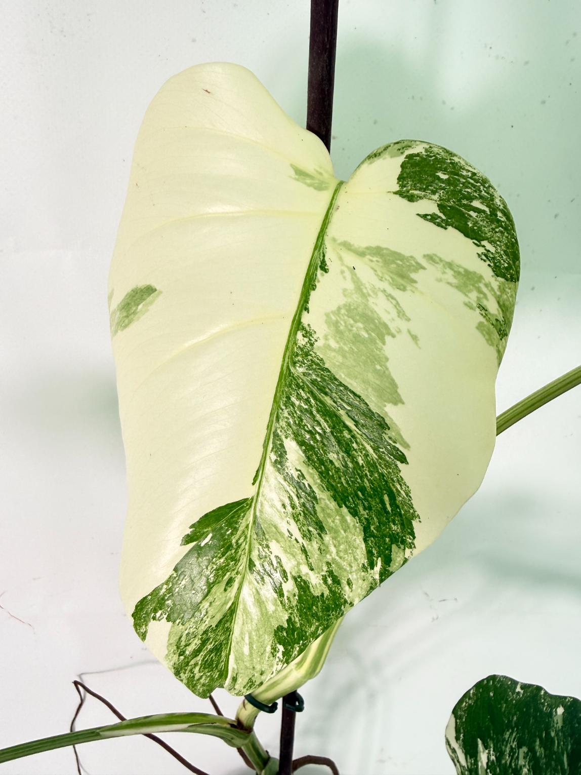 Monstera Albo Variegata XL 04