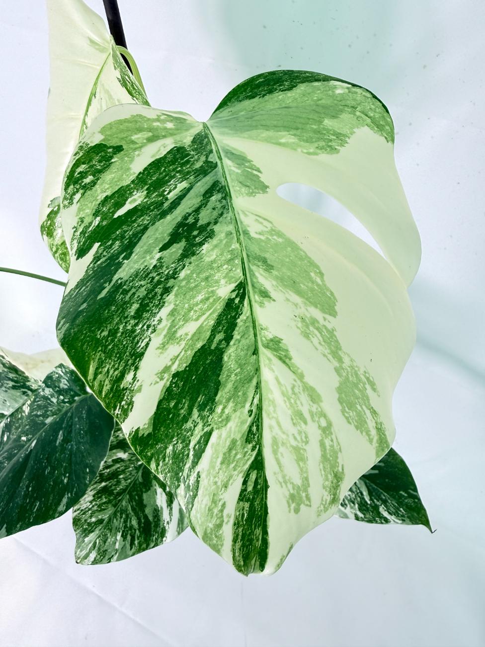 Monstera Albo Variegata XL 05