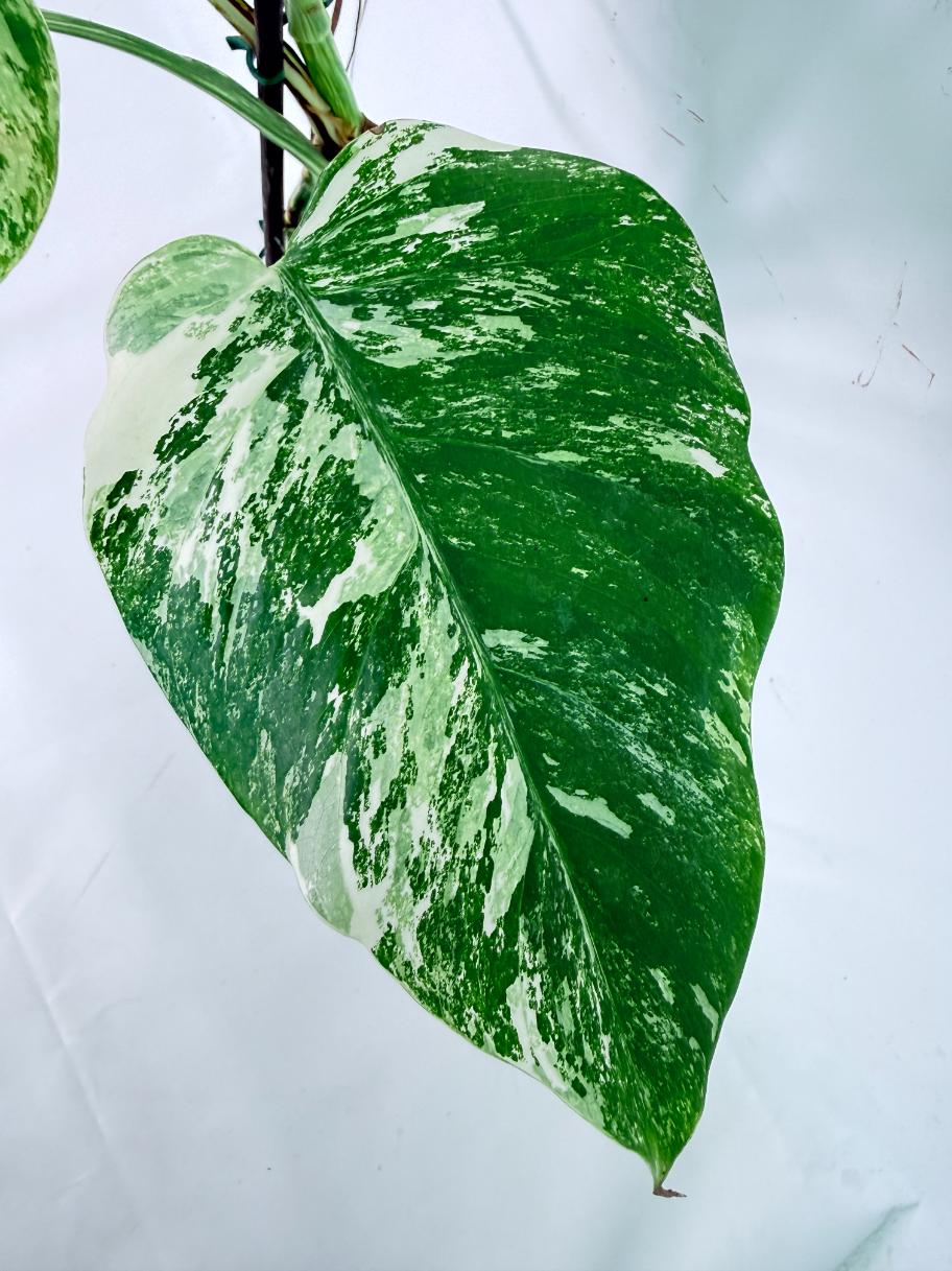 Monstera Albo Variegata XL 06