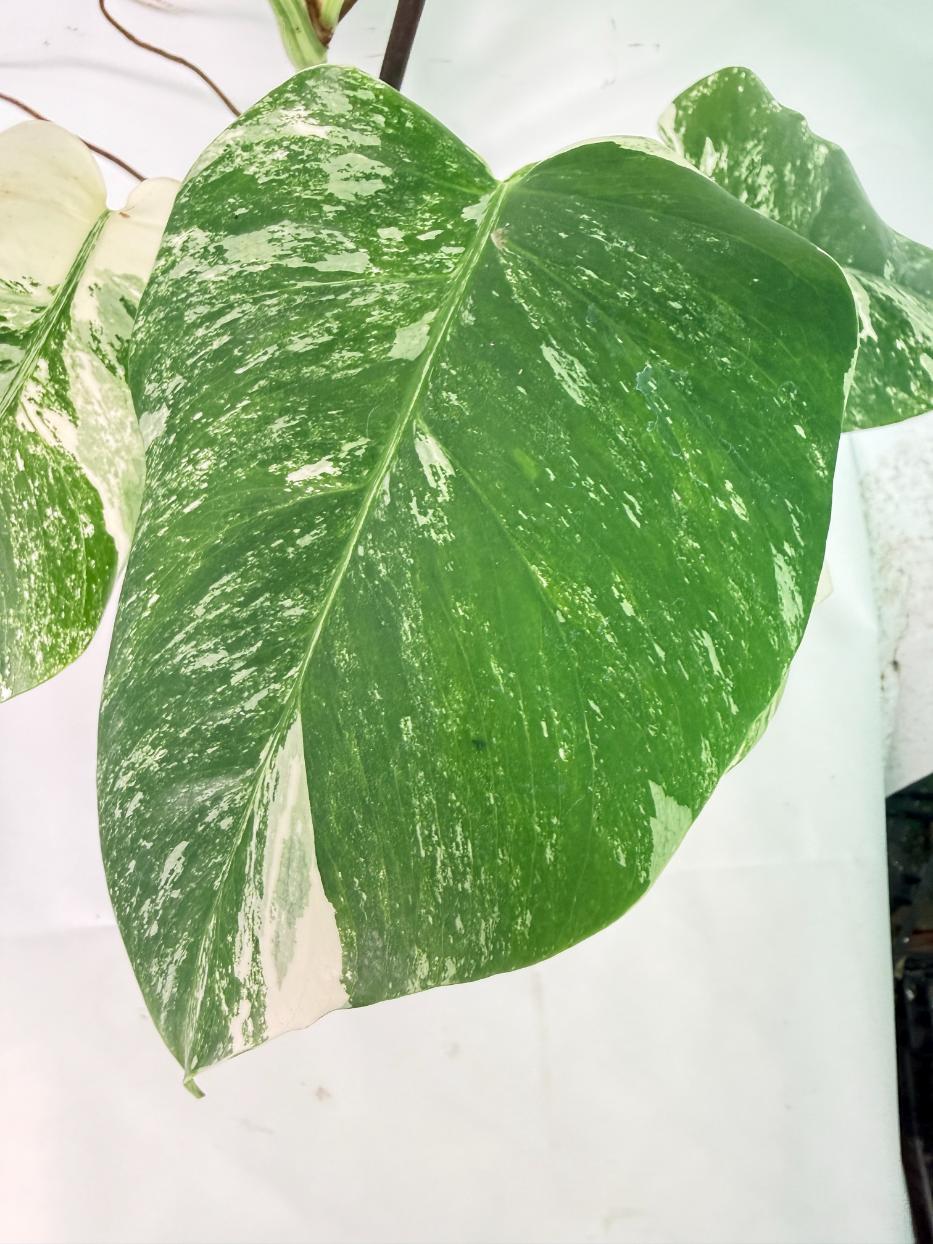 Monstera Albo Variegata XL 07