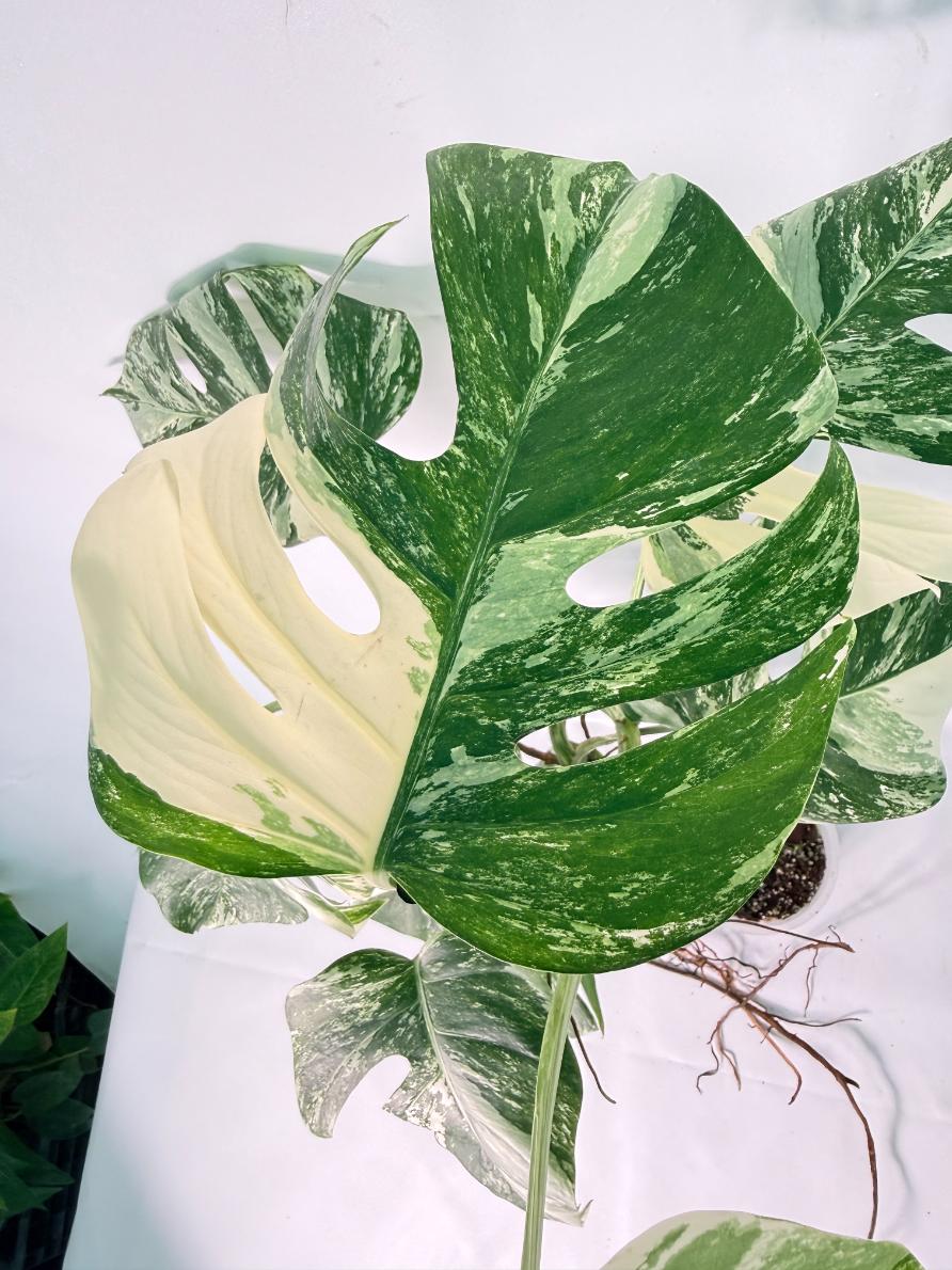Monstera Albo Variegata XXL 08