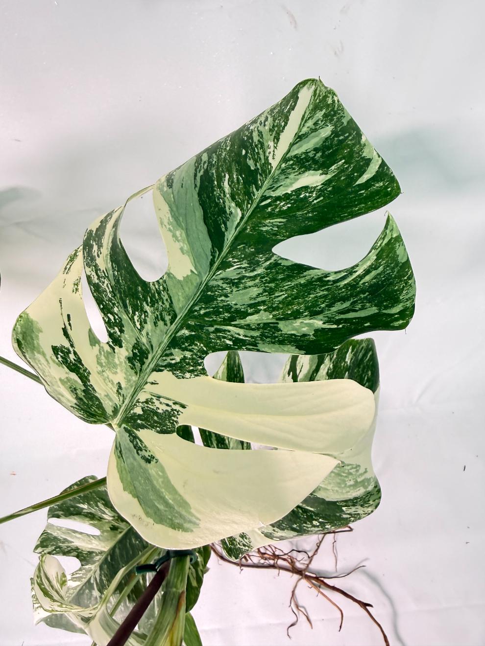 Monstera Albo Variegata XXL 09