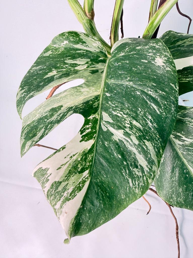 Monstera Albo Variegata XXL 10