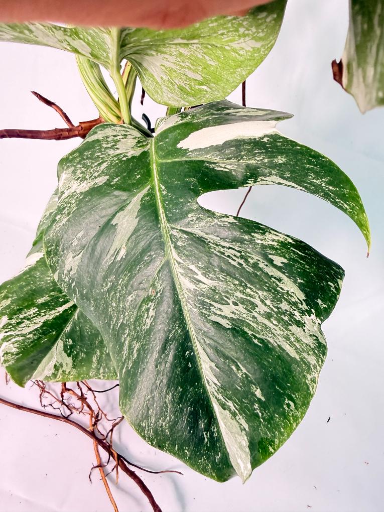 Monstera Albo Variegata XXL 11