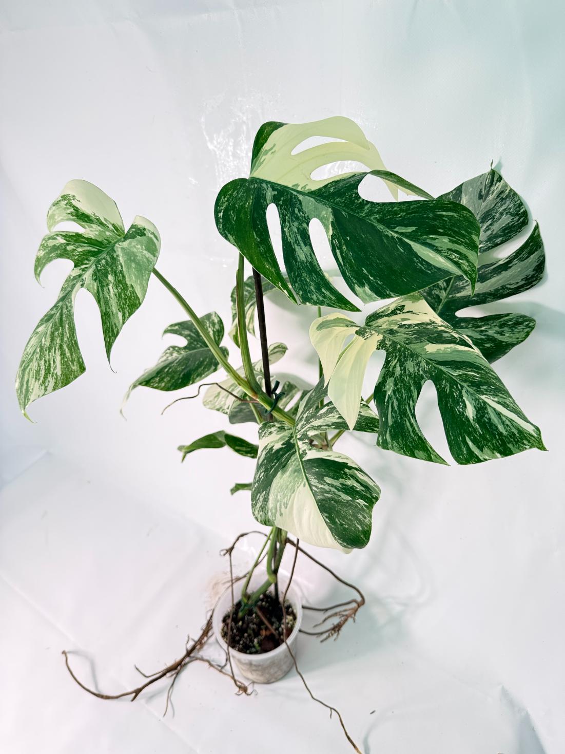 Monstera Albo Variegata XXL 12