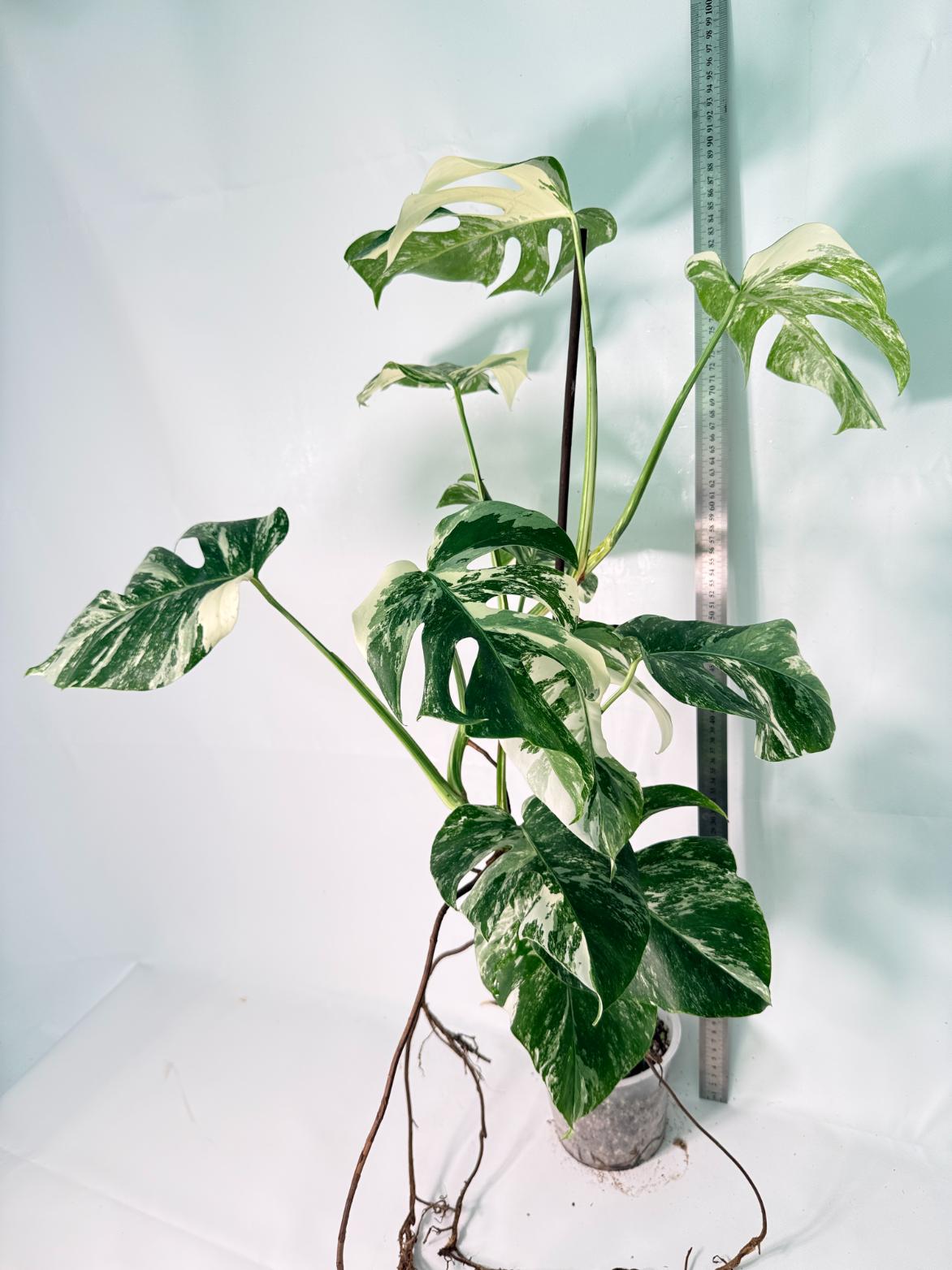 Monstera Albo Variegata XXL 13
