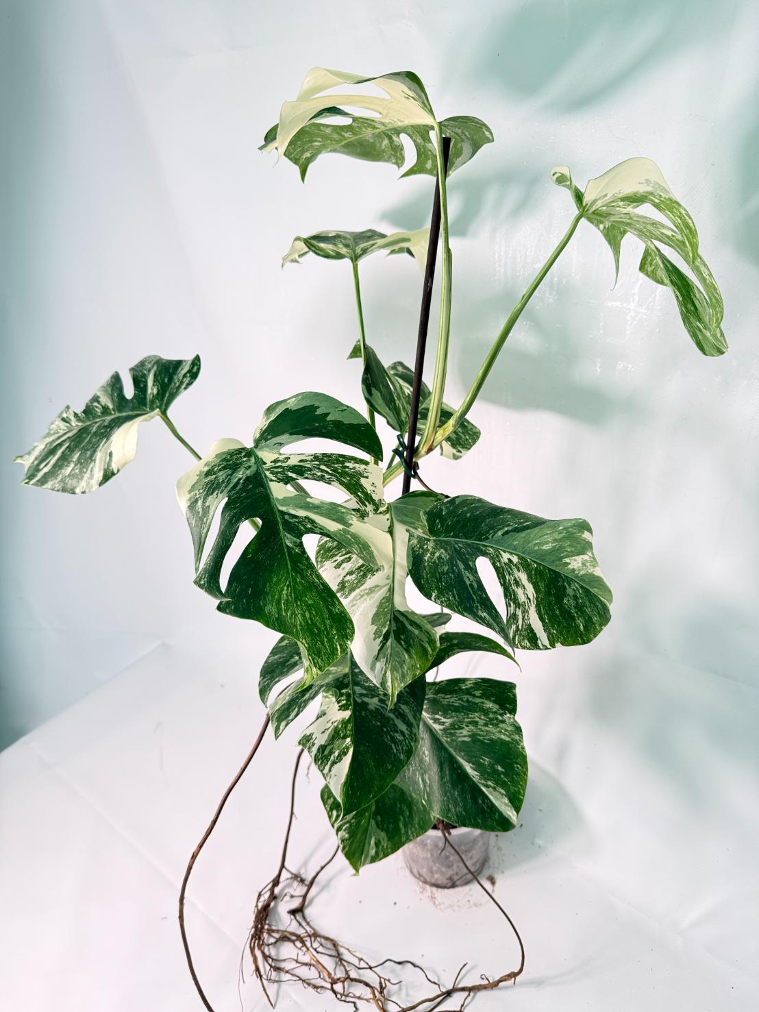 Monstera Albo Variegata XXL 01