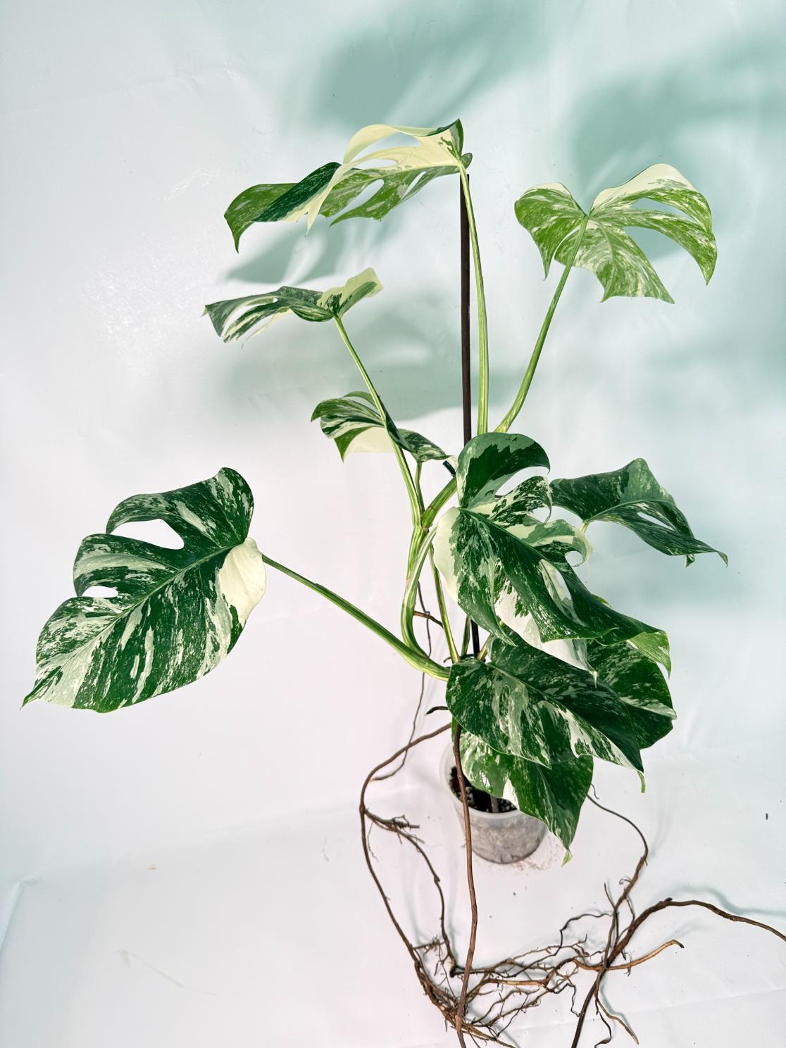 Monstera Albo Variegata XXL 02
