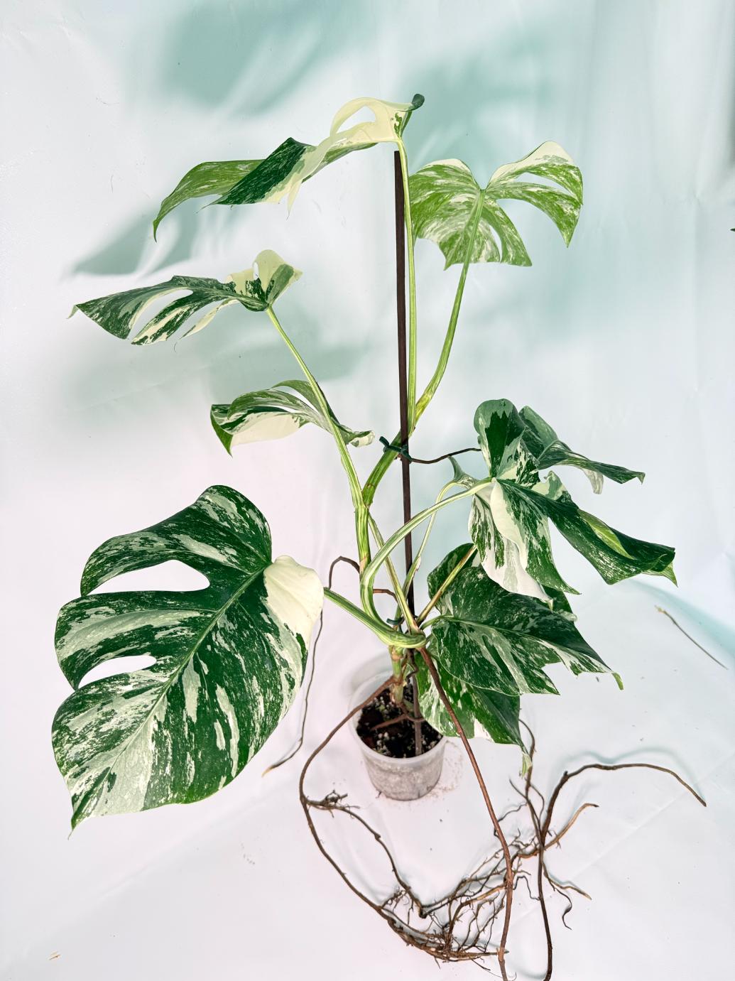 Monstera Albo Variegata XXL 03