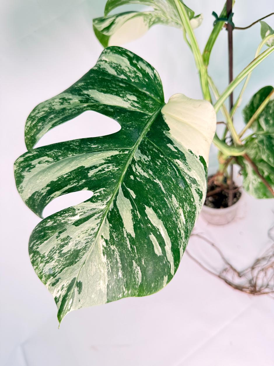 Monstera Albo Variegata XXL 4