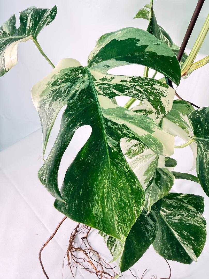 Monstera Albo Variegata XXL 05