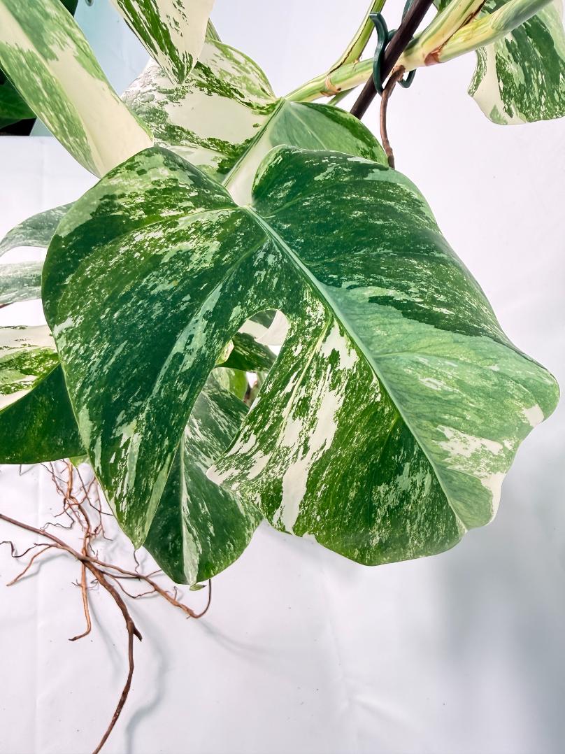 Monstera Albo Variegata XXL 06