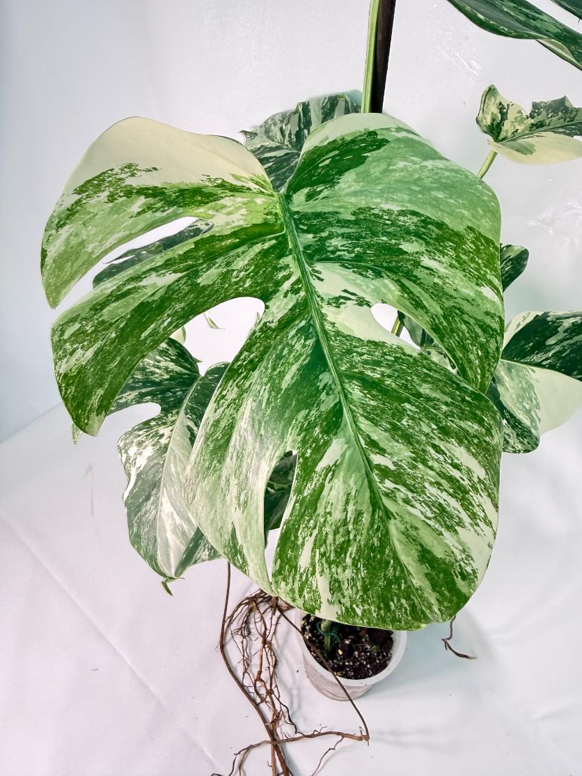 Monstera Albo Variegata XXL 07