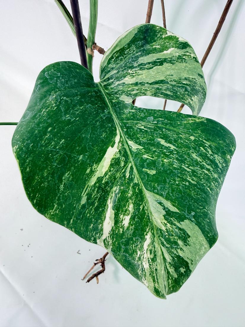 Monstera Albo Variegata XXL 09