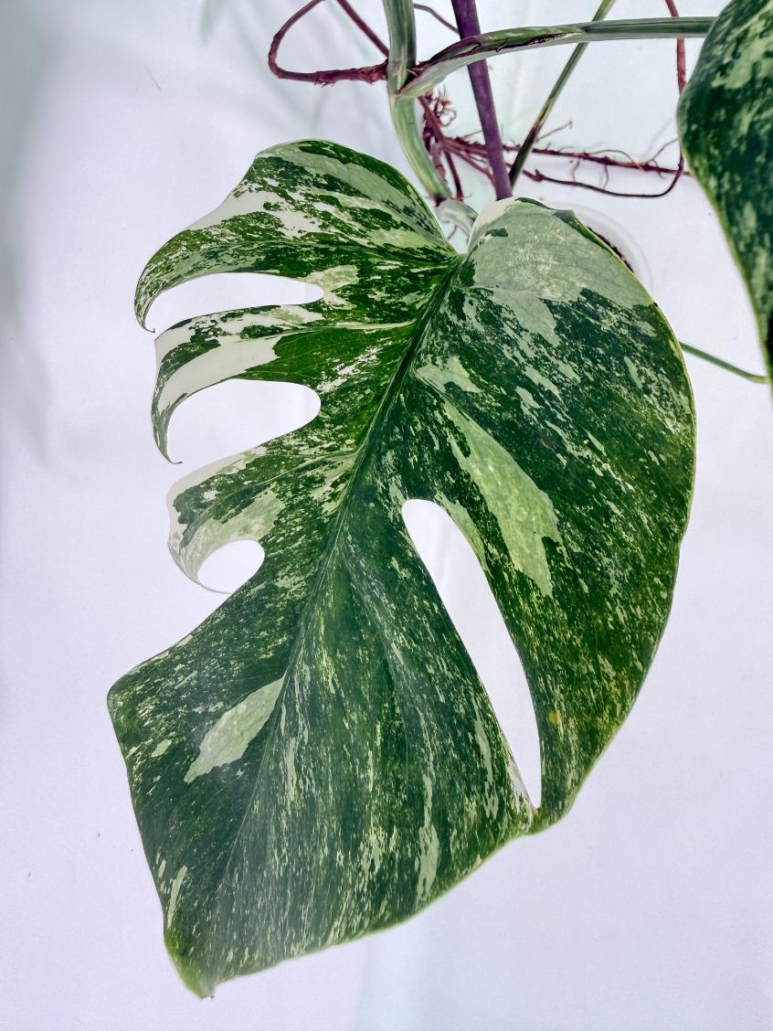 Monstera Albo Variegata XXL 10