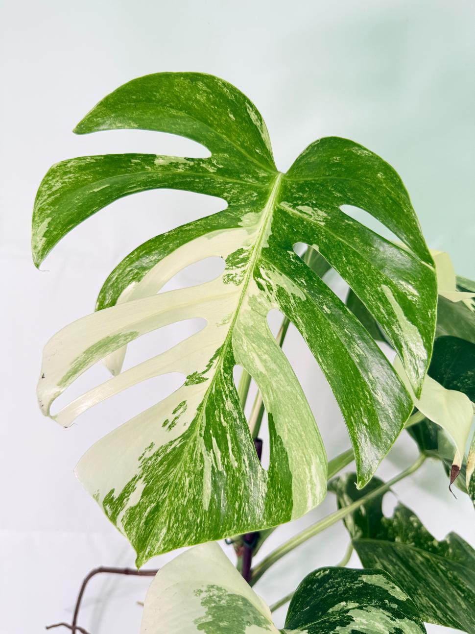 Monstera Albo Variegata XXL 11
