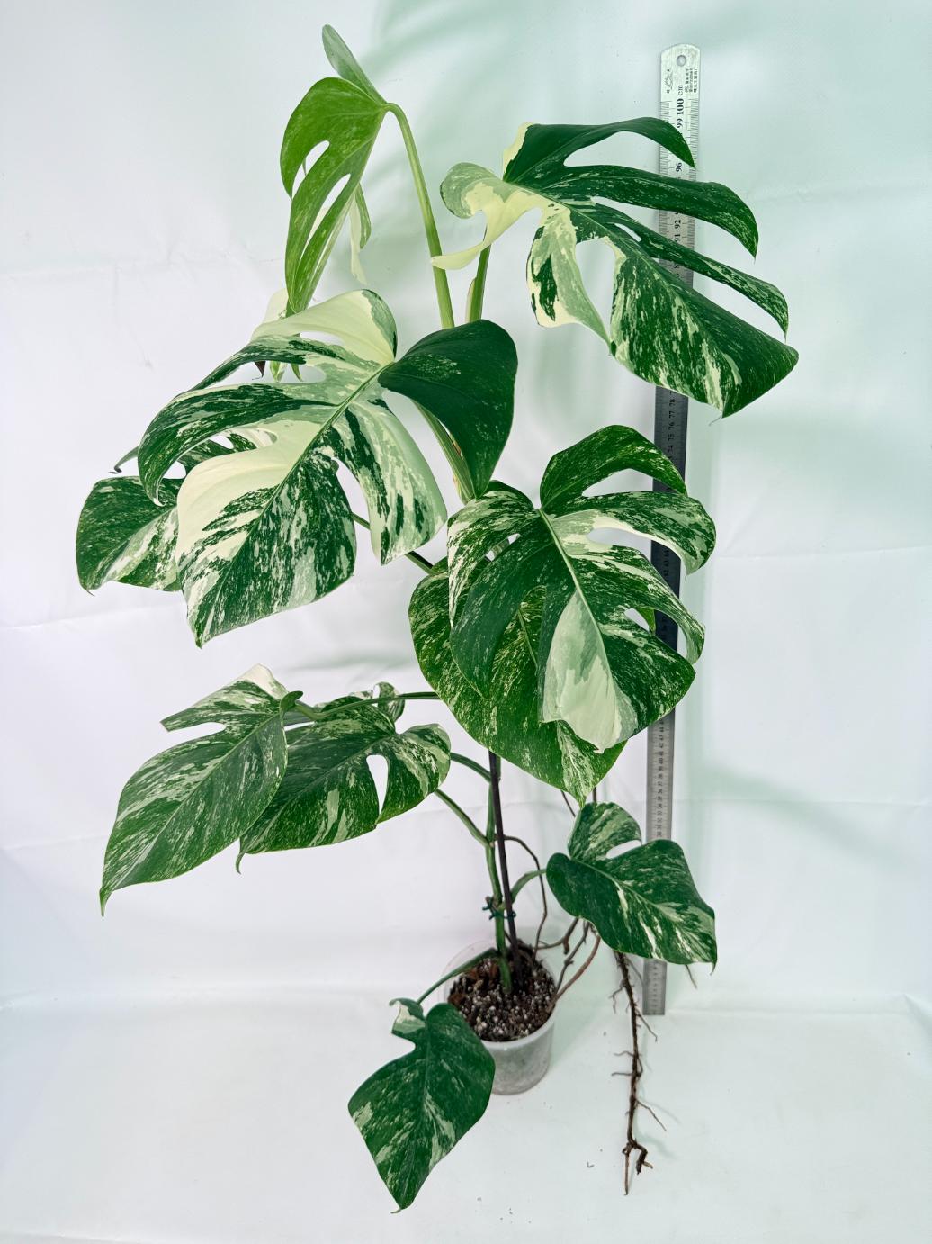 Monstera Albo Variegata XXL 01