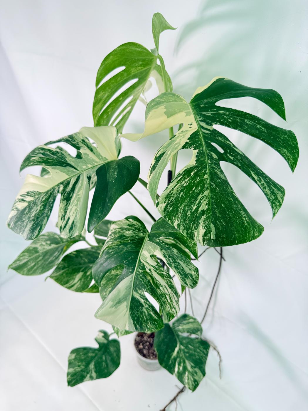 Monstera Albo Variegata XXL 03